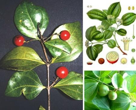 16种剧毒植物揭秘(组图)(3)